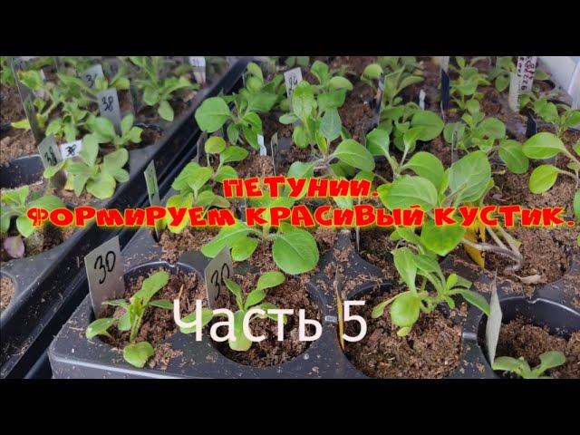 Петунии формируем кустик. Часть 5