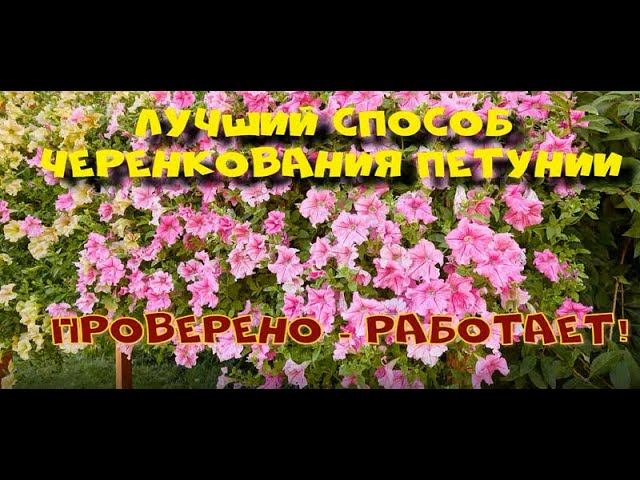 Лучший способ черенкования петунии. Ч.2.