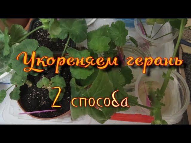 Черенки герани укореняем разными способами.