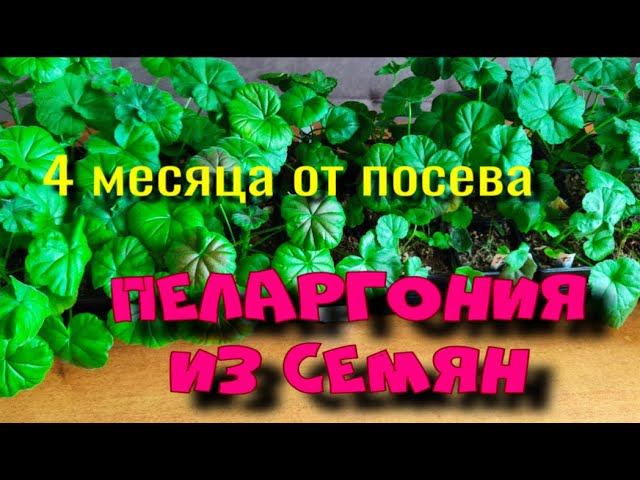 Пеларгония из семян - 4 месяца от посева.