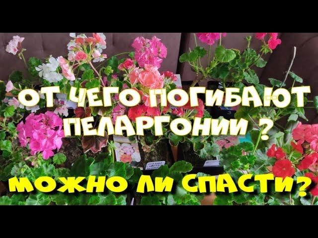 ПЕЛАРГОНИИ ПОГИБАЮТ. ОТ ЧЕГО  БОЛЕЮТ И ЧТО ДЕЛАТЬ?