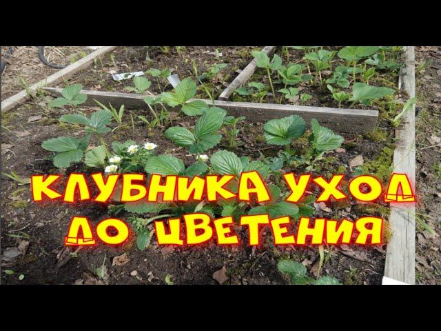 #Клубника перед цветением. Обработка и подкормки для хорошего урожая