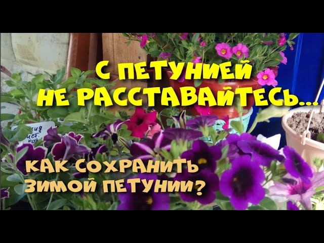 Как сохранить петунии зимой?