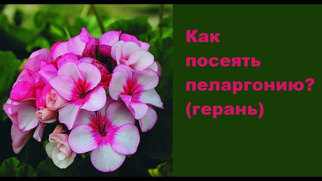 Герань (пеларгония) вырастить из семян. Ч.1.