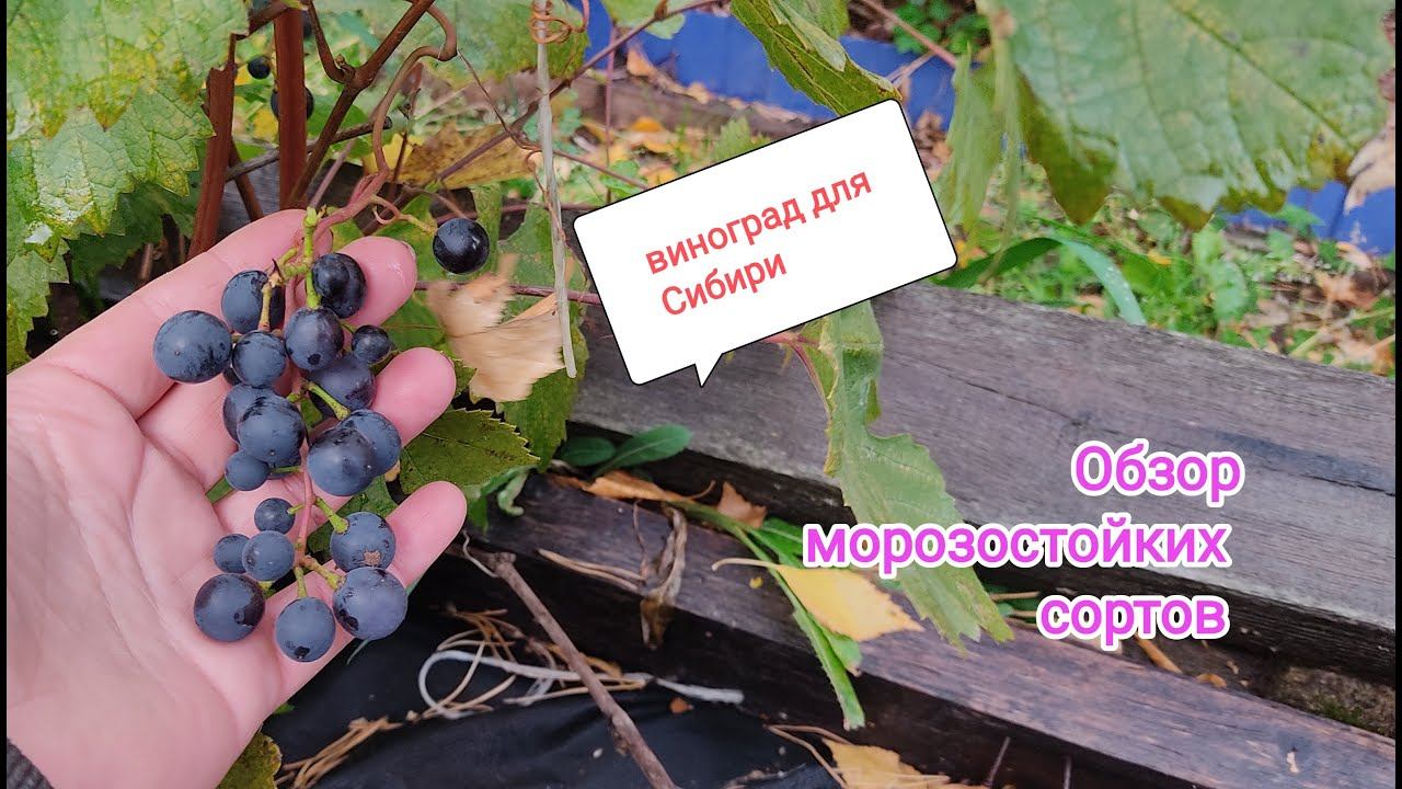Виноград для Сибири. Обзор морозостойких сортов.