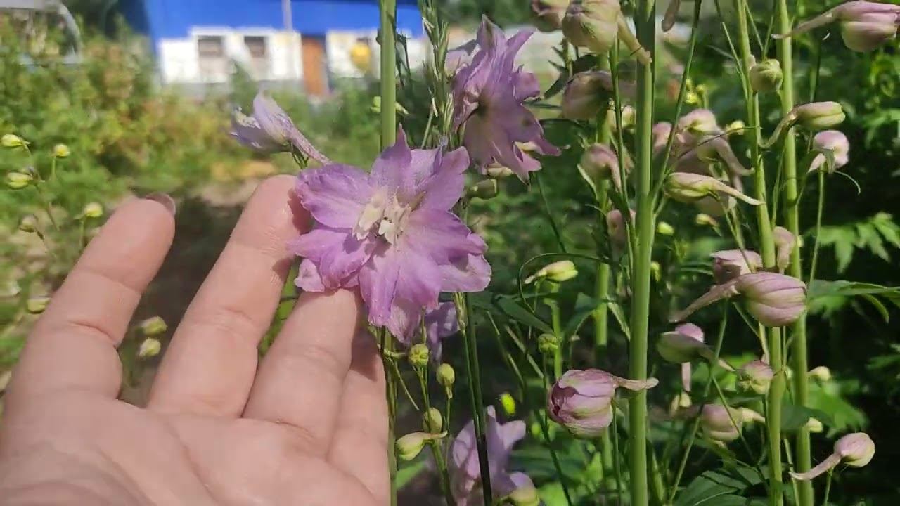 Пришло время дельфиниумов. начало цветения.