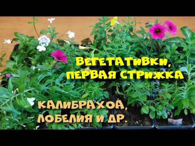 ВЕГЕТАТИВКИ   ПЕРВАЯ СТРИЖКА