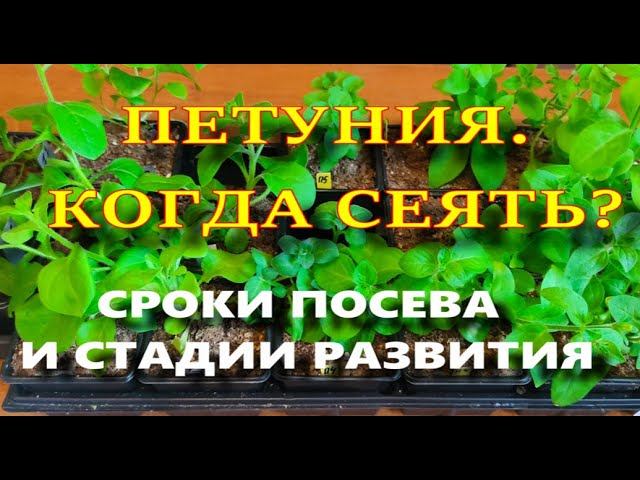 Сроки посева петунии. Когда нужно сеять? и для чего?