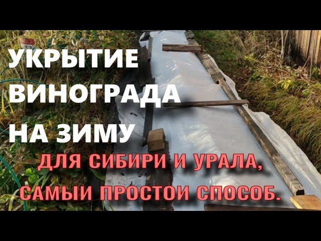Укрытие винограда на зиму. Самый простой способ.