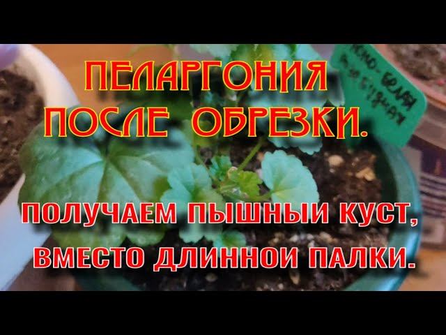 После обрезки. Результат зимнего черенкования.