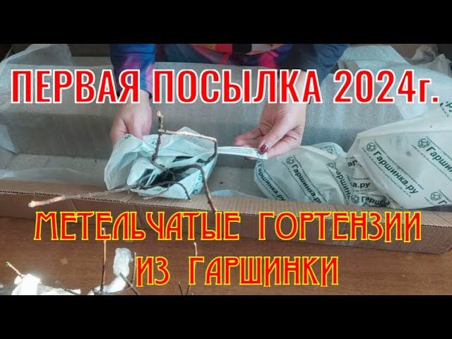 ГОРТЕНЗИИ ИЗ ГАРШИНКИ. ПЕРВАЯ ПОСЫЛКА 2024 г.