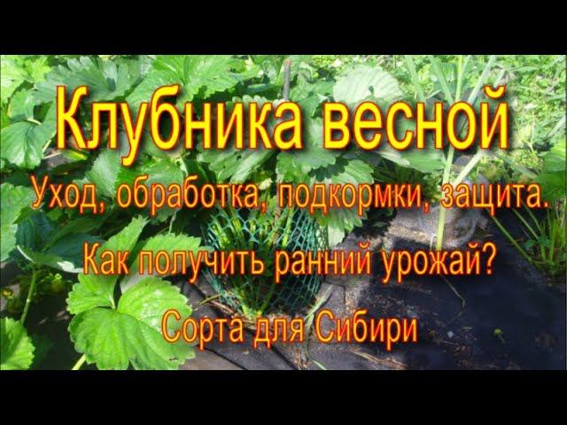 КЛУБНИКА ВЕСНОЙ. УХОД. ЗАЩИТА. ПОДКОРМКИ. СОРТА ДЛЯ СИБИРИ