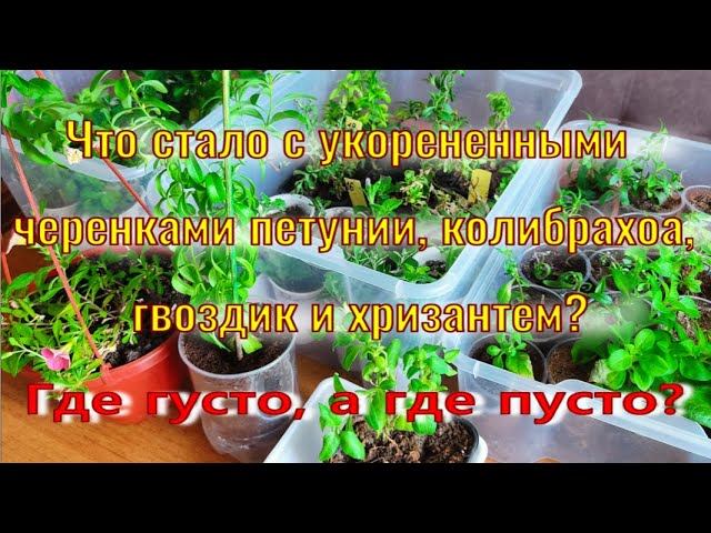 Петунии и калирахоа, осень. (Часть 2.)