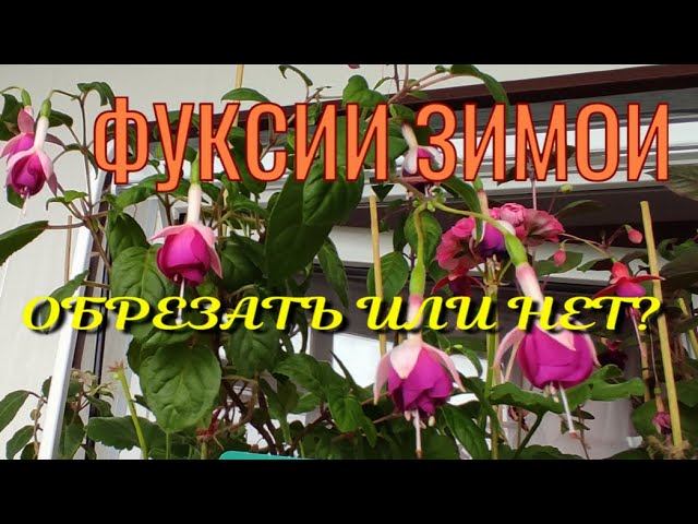 Фуксии зимой. Надо ли обрезать?