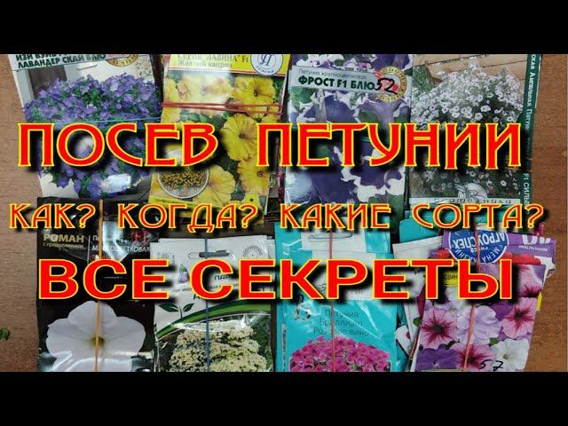 ПОСЕВ ПЕТУНИИ. КОГДА?КАК? КАКИЕ СОРТА?