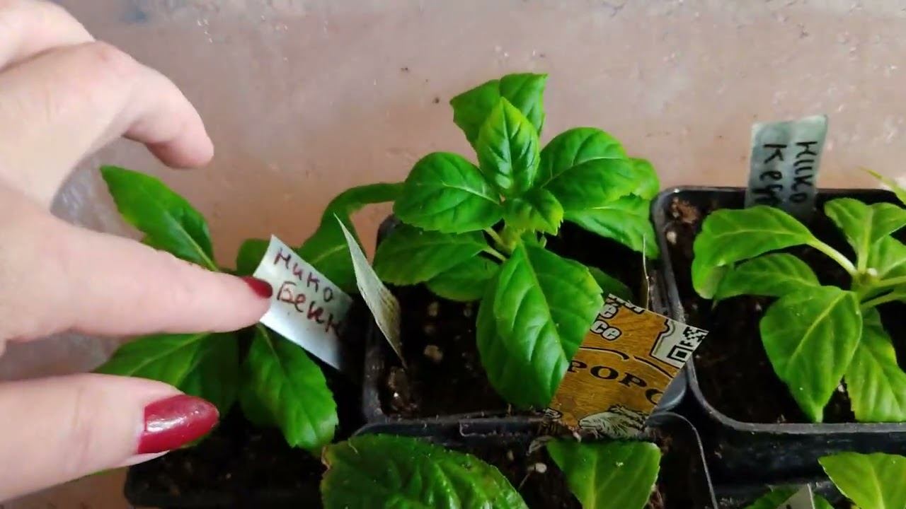 50 гортензий + стеллаж