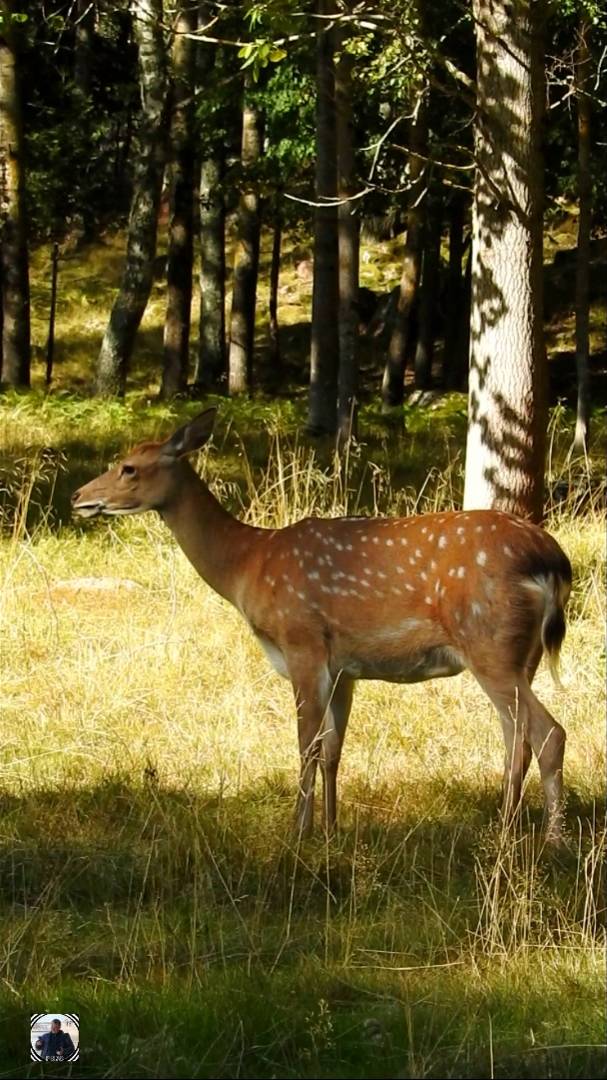 Пятнистый олененок, олени и кони. Равансаари. Осень 2024 #контактныйзоопарк #равансаари #zoo #shorts