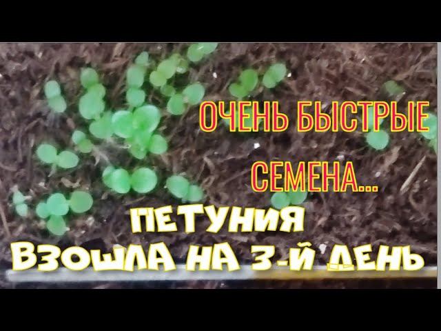 ВСХОДЫ ПЕТУНИИ ПОЯВИЛИСЬ НА 3-Й ДЕНЬ.