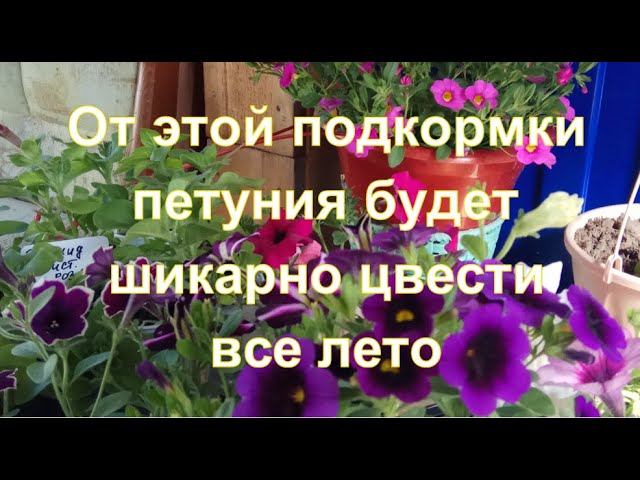 Петуния будет шикарно  цвести все лето, от этой подкормки