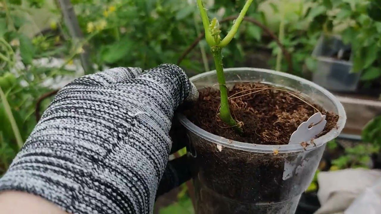 Саженцы винограда из Русского огорода.