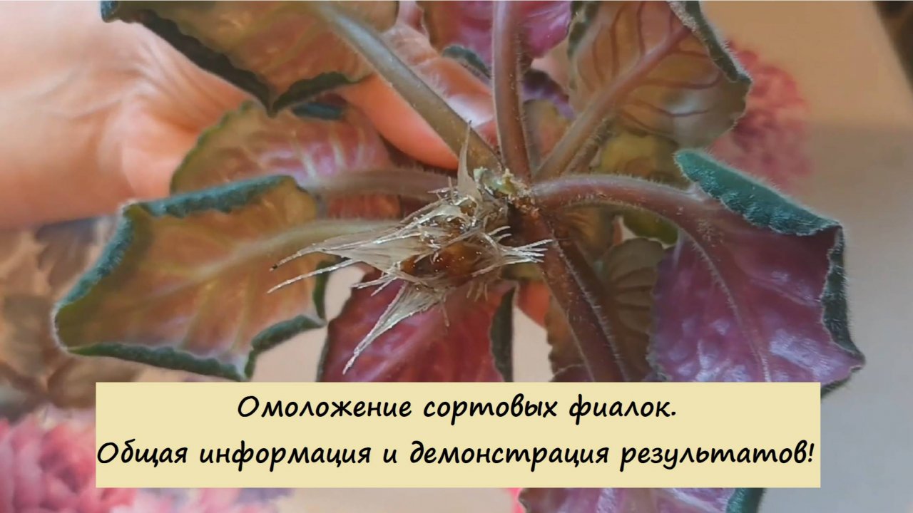 Омоложение сортовых фиалок. Общая информация и демонстрация результатов!