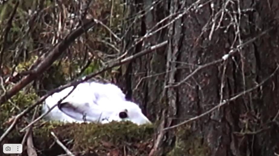 Охота на зайца, русские гончие  ч.п/ч. Плакуня (Сигнал) и Свирель вл. Шатров В.А. #охотасгончей