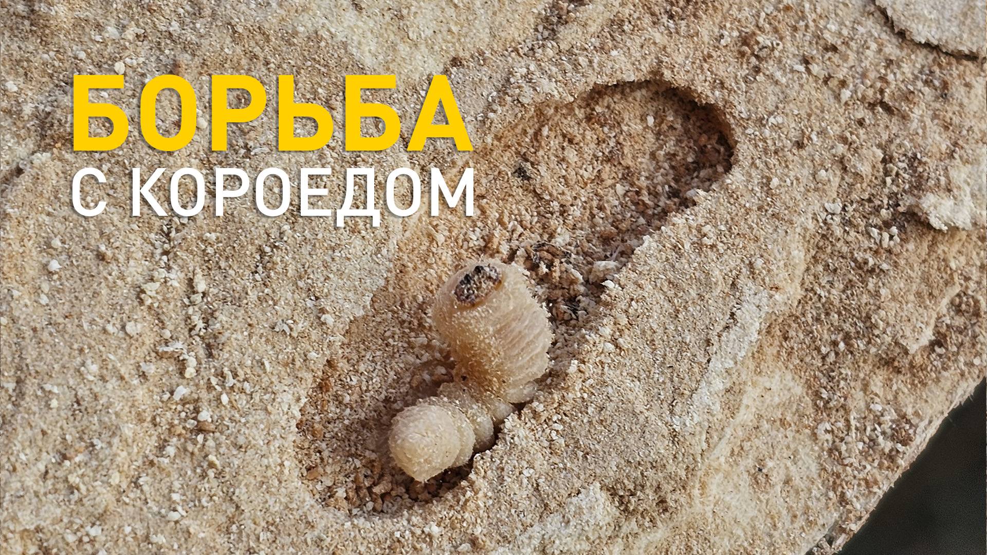 Борьба с короедом в пиломатериале.