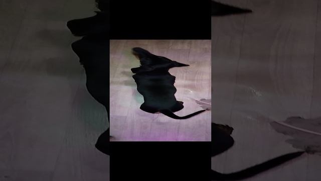 Бони отряхнулся