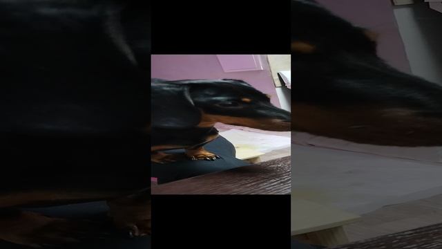 Бони смотрит видео