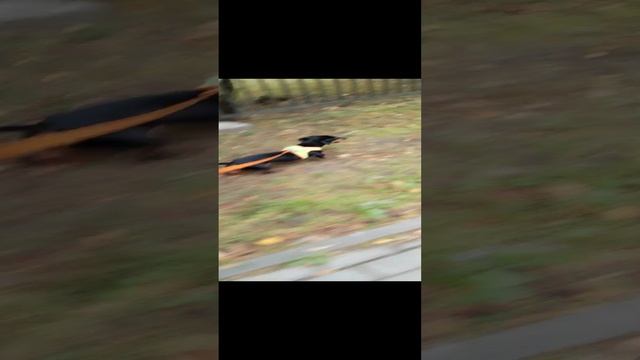 Беготня с Бони