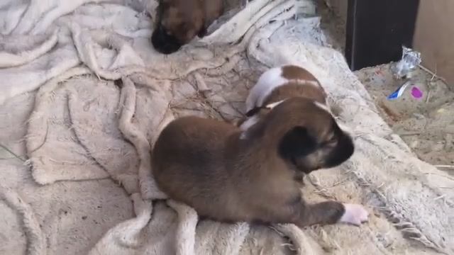 Собака по кличке "Мира" дала потомство.