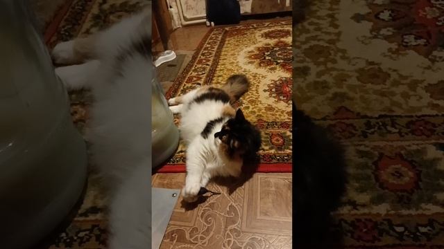 Моя прелесть 😅