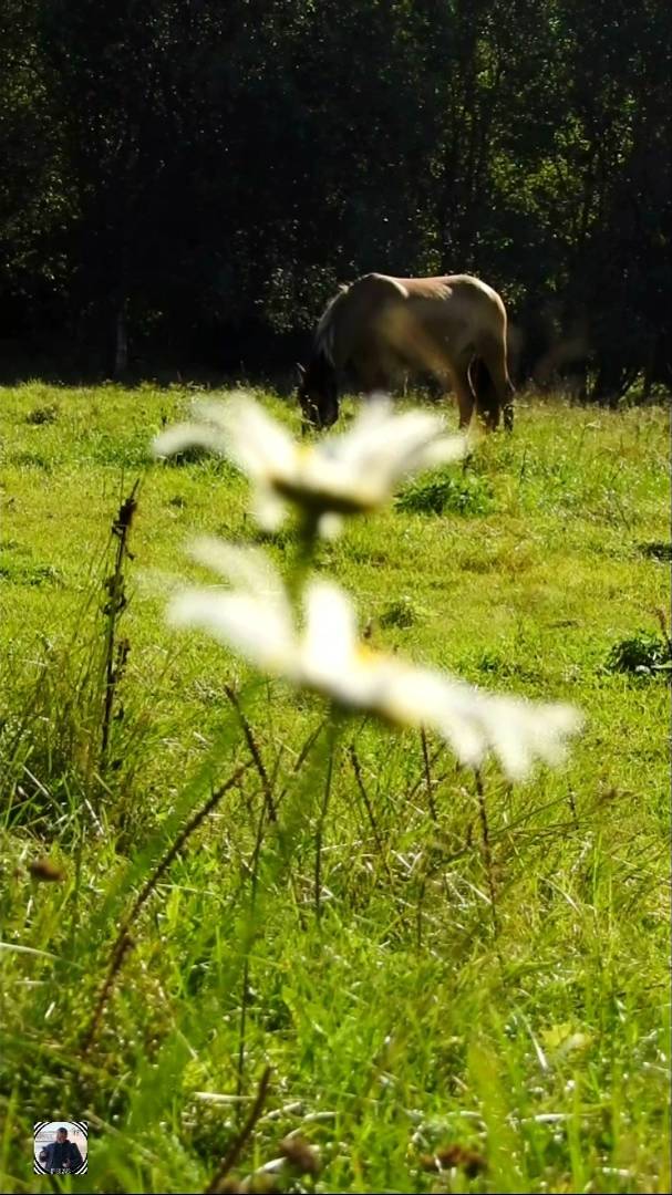 Душевный отдых на солнечном лугу с лошадьми, Равансаари. Осень 2024 #релакс #лошади #налугу #shorts