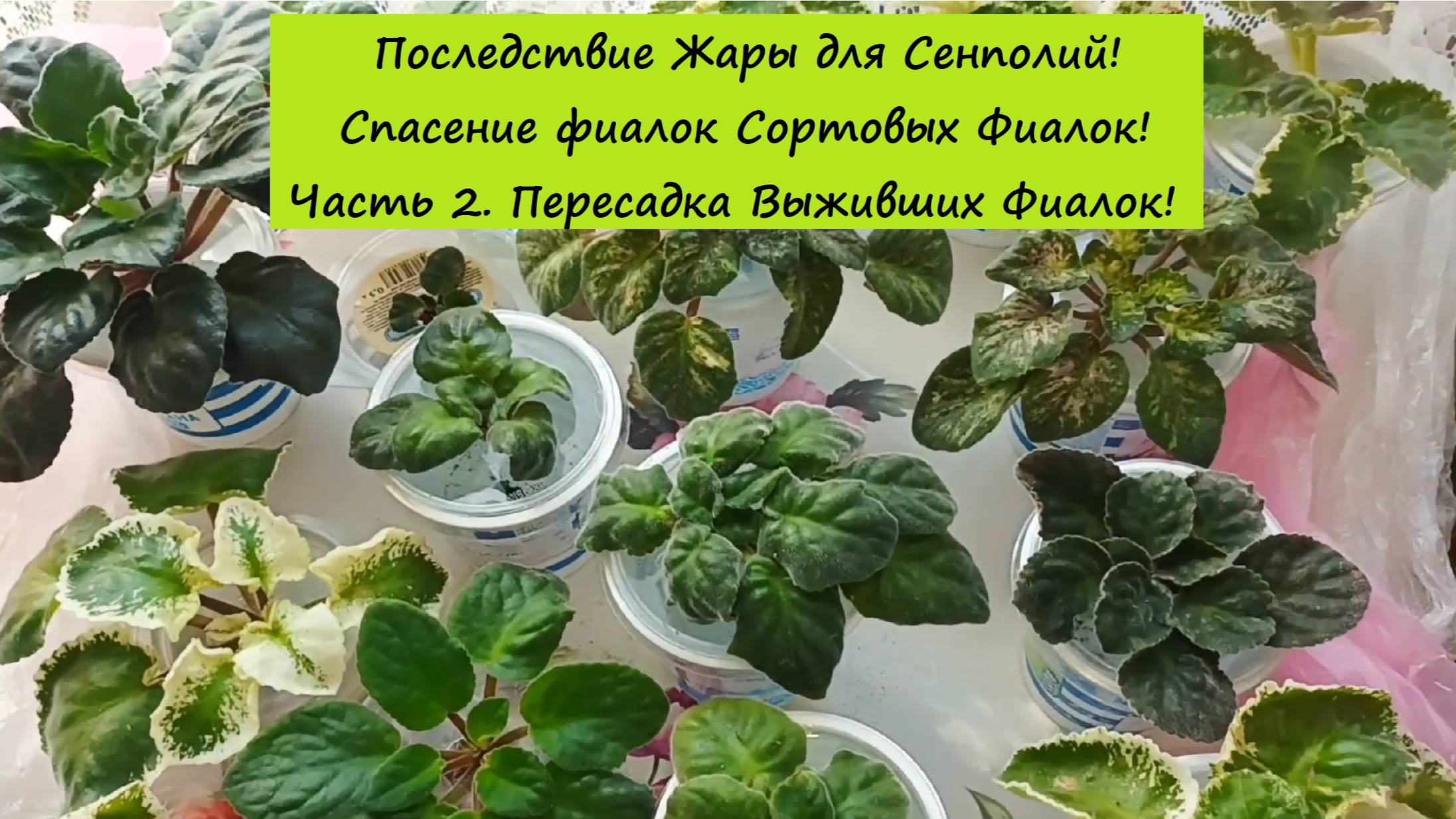 Последствие Жары для Сенполий! Спасение фиалок Сортовых Фиалок! Часть 2. Пересадка Выживших Фиалок!