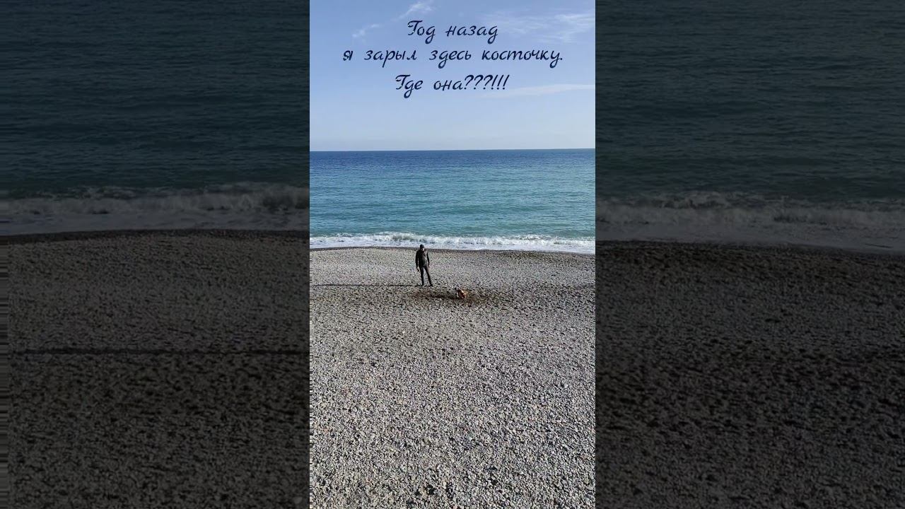 Когда года назад зарыл косточку и не можешь вспомнить где #ялта2024 #ялта #море #собакен