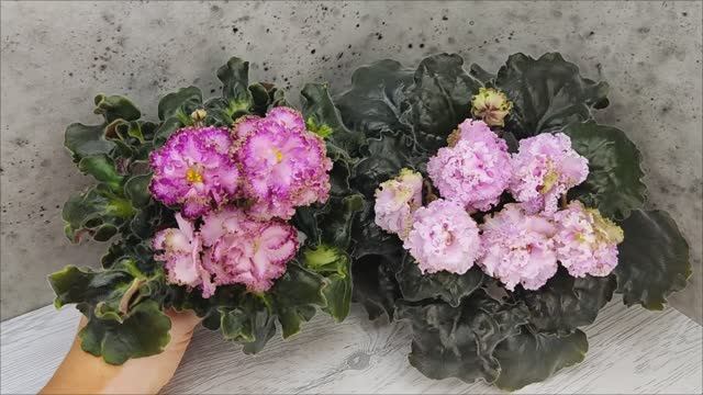 Фиалки ЛЕ-Пряная Корица и БР-Кудряшка