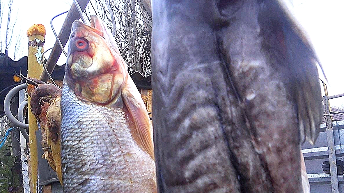 СОМ, ЖЕРЕХ, УТКИ - ГОТОВЛЮ В ОЖИДАНИИ ПЕРВОГО ЛЬДА! РЕЦЕПТ ОГОНЬ! ДОМАШНЕЕ ХОЗЯЙСТВО