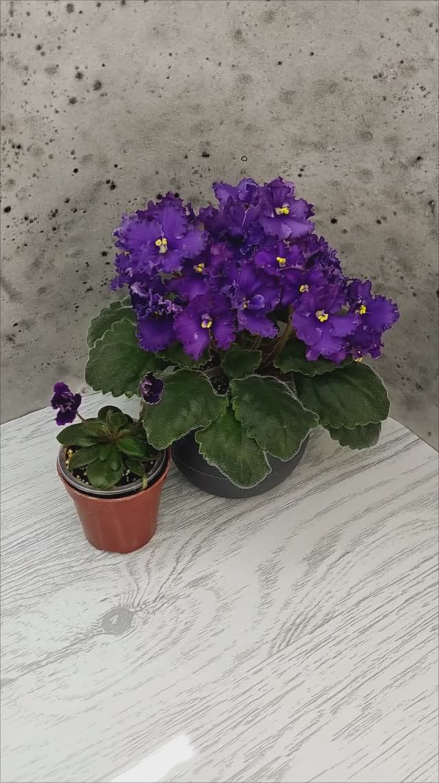 Фиалки ЛЕ-Константин и Hunter's Black Talon