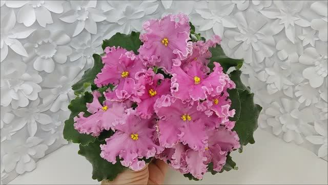 Фиалка НД-Ливадия