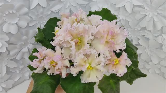 Фиалка ЕК-Золотой Фазан