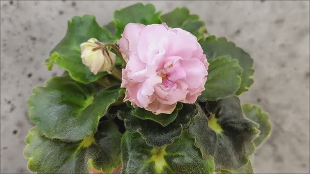 Фиалка РС-Каролина