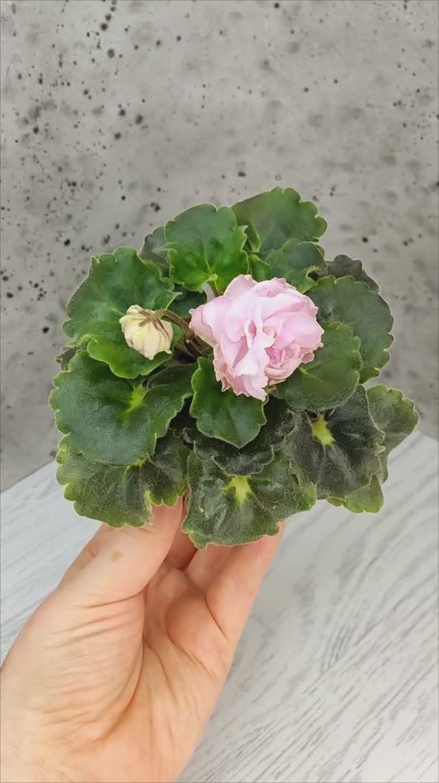 Фиалка РС-Каролина