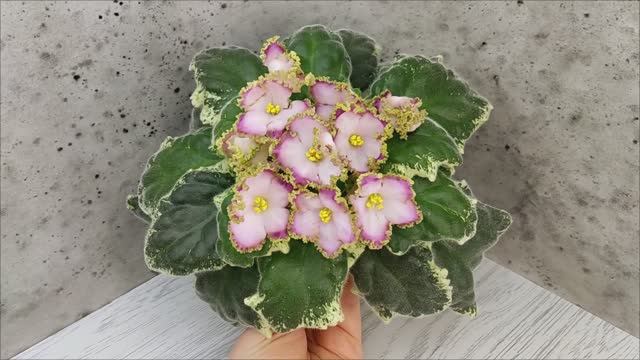 Фиалка НД-Вербена