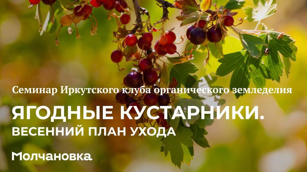2 сезон 19 семинар. Ягодные кустарники. Весенний план ухода