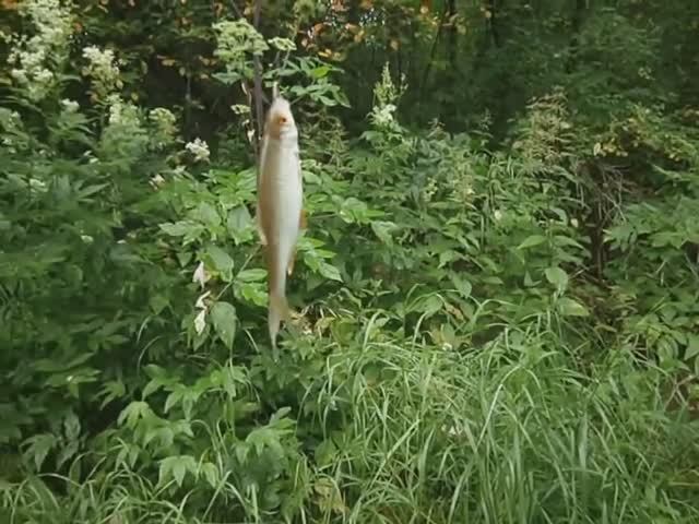 На  рыбалку. Ёрш, сорога, ёжик, лисички.