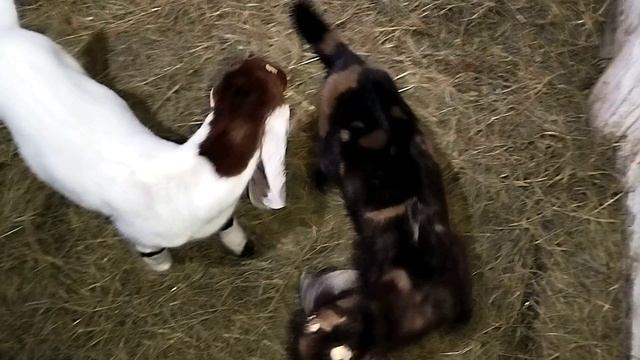 ЖДЕМ ОТЕЛ ПЕРЕСЕЛЯЕМ КОЗЛЯТ