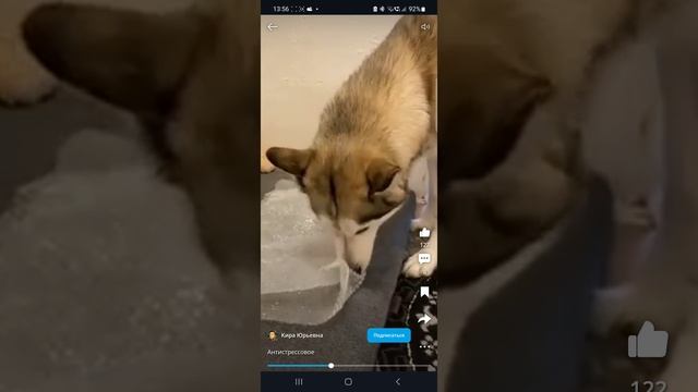 смешное видео