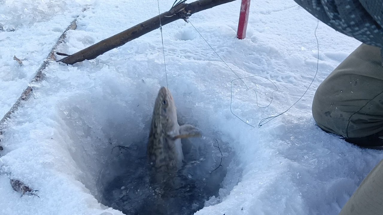 Проверка тычек на налима.18.12.24г.