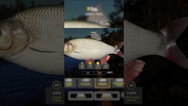 RF4 ДОЛГОЖДАННЫЙ ЯЗЬ ТРОФЕЙ НА КУОРИ #рр4