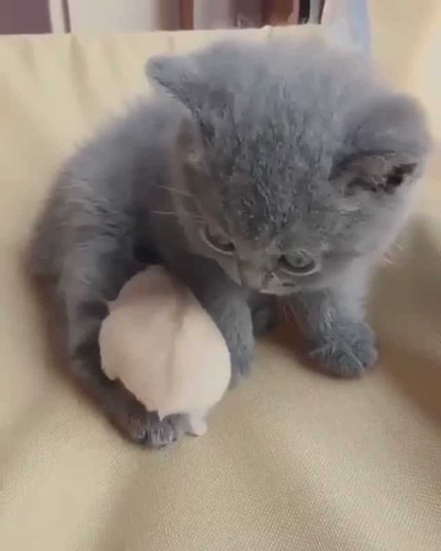 ВИДЕОЗАЛИПАЛКА животные_12